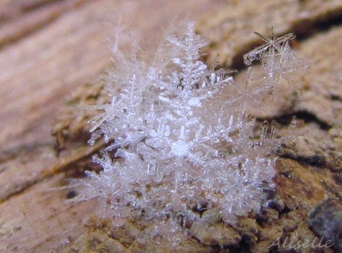 Album - givre--glace- neige