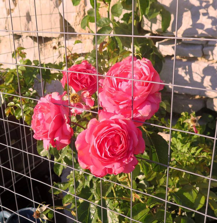 Fleurs diverses et variées: toutes (sauf une) sont photographiées "at home"