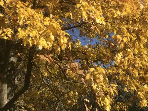 feuilles qui tombent