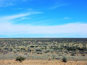 parcelles à perte de vue, guanacos, bétail et forages pétrolier (ou gazier)