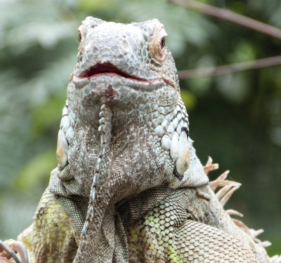 Iguane