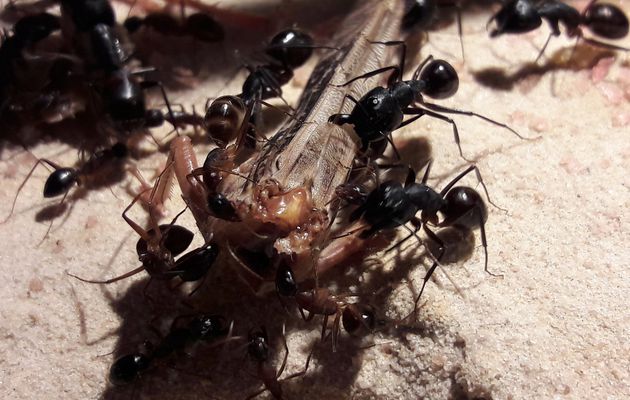 Camponotus fellah en pause hivernale !