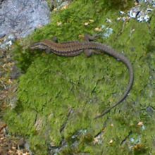 Lézard à la forêt des Grands Avaux