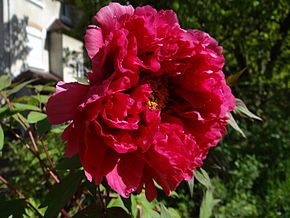 Pivoines du soir...