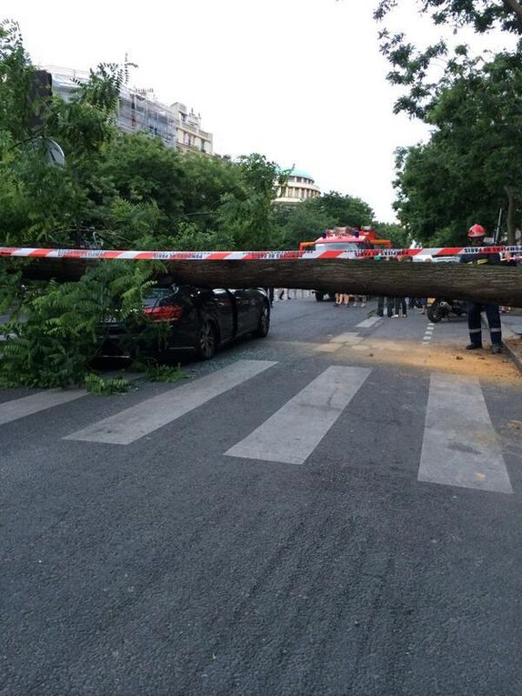 UN ARBRE S'ECRASE SUR UN VTC A PARIS!?!?