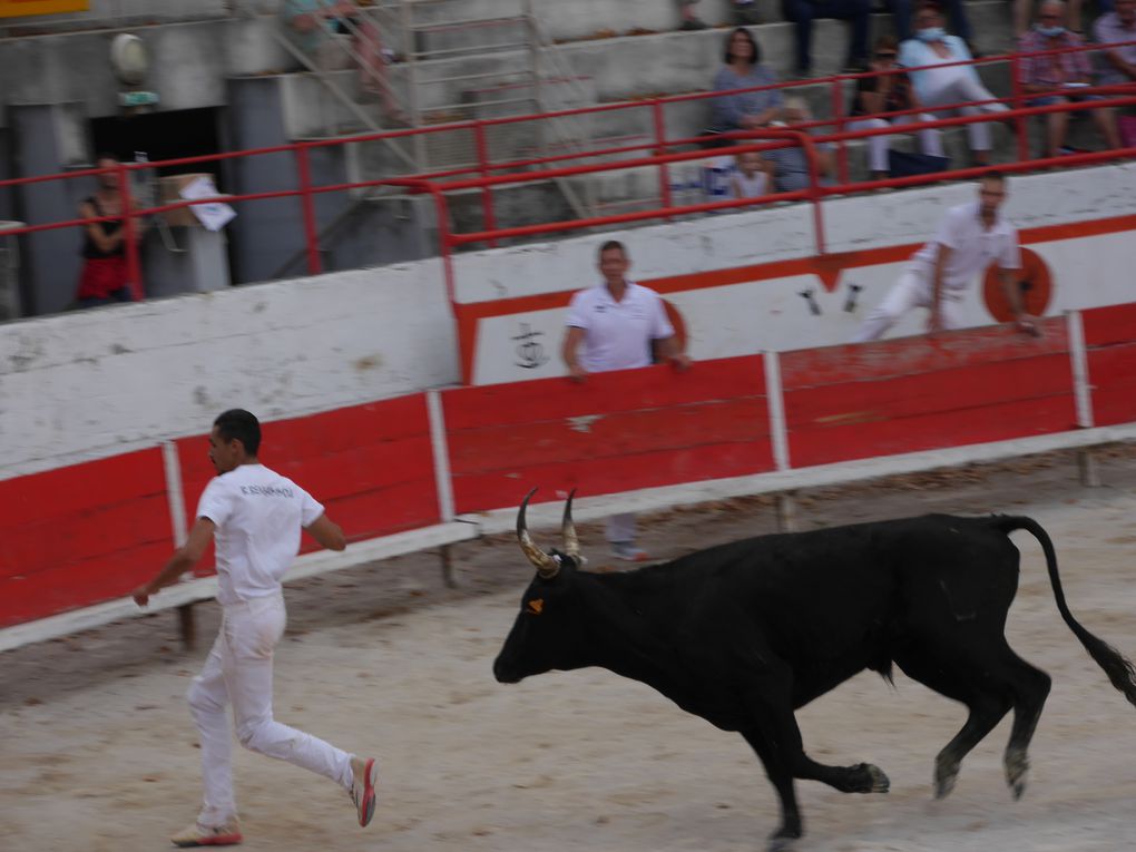 course de taureaux jeunes le 18 septembre 2020