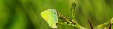 Album - Macro-Papillons