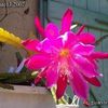 Epiphyllum Loyola