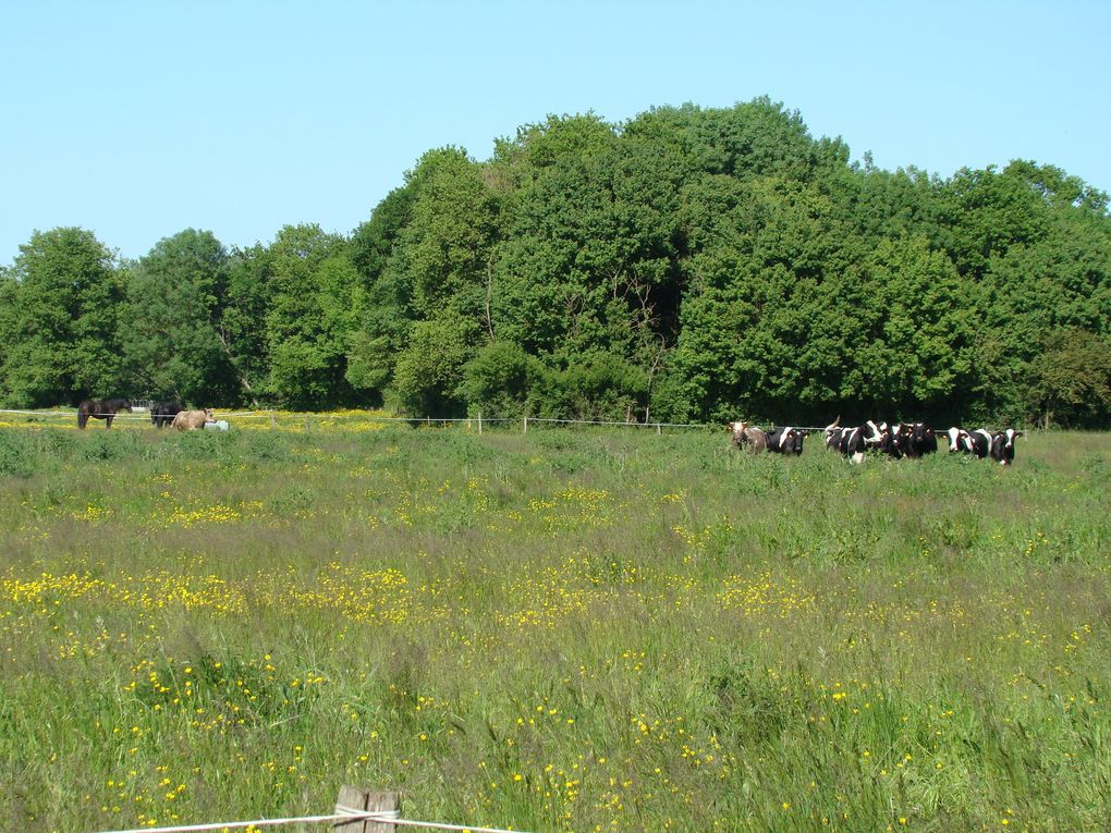 Gîte, ses fleurs et ses animaux (rencontres inattendues dans le jardin...Hérisson, Guêpiers, Huppe fasciée...))