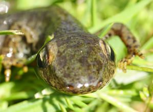 Les richesses naturelles du Pas-de-Calais et son biotope exceptionnel