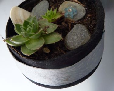 Micro jardins d'intérieur