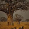 Album - Tanzanie