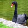 Le cygne noir par Astrid