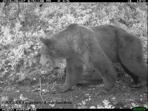 conférence &quot;Ours brun des Pyrénées, une espèce protégée ?&quot;