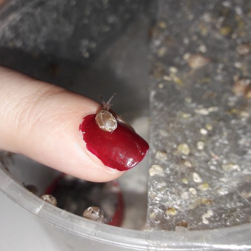 Soin Des Bebes Escargots Katatsumuri No Yume