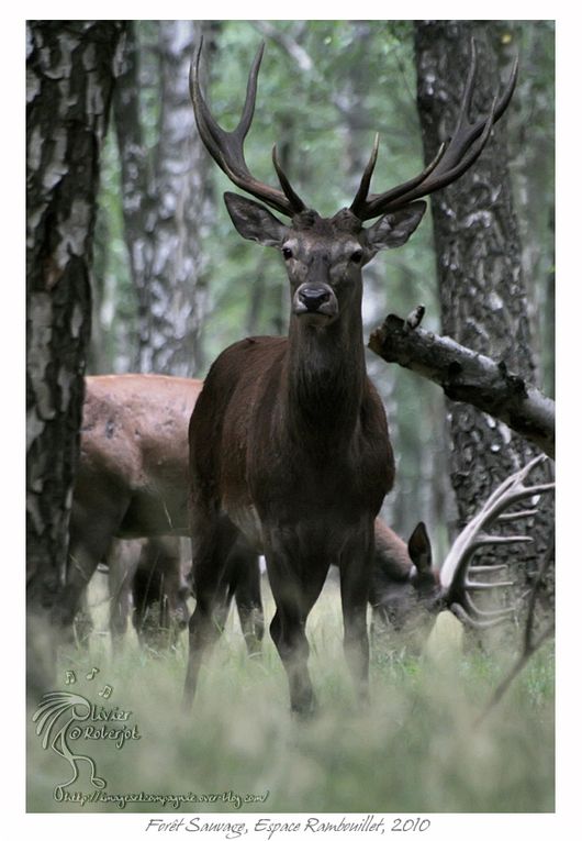 Voici quelques photos prise en 2010 dans la forêt sauvage de l'espace Rambouillet.
L'espace Rambouillet est un parc situé dans les bois de...Rambouillet et qui se compose de 4 parties:

la forêt des aigles, La forêt des cerfs, la forêt sauvage,