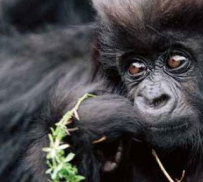 50% des animaux sauvages ont disparu : ce n'est pas une fatalité, des solutions existent