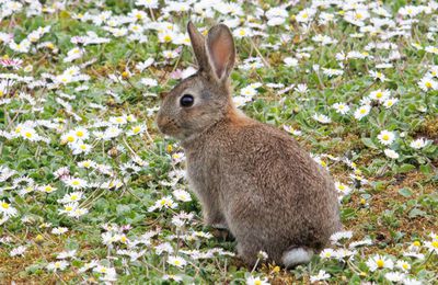 Petits lapins dans les pâquerettes ...