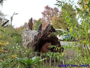 Parc animalier de Sainte-Croix, escapade en Moselle (Camping-car-club-Beauce-Gâtinais)