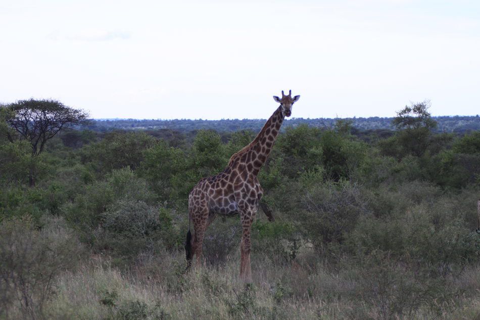 Album - Suedafrika