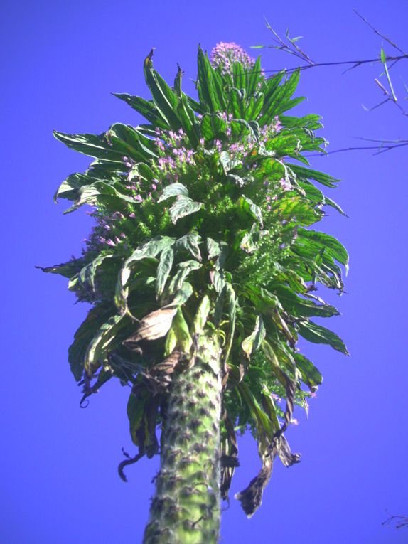 Album - les troncs d'echium pininana