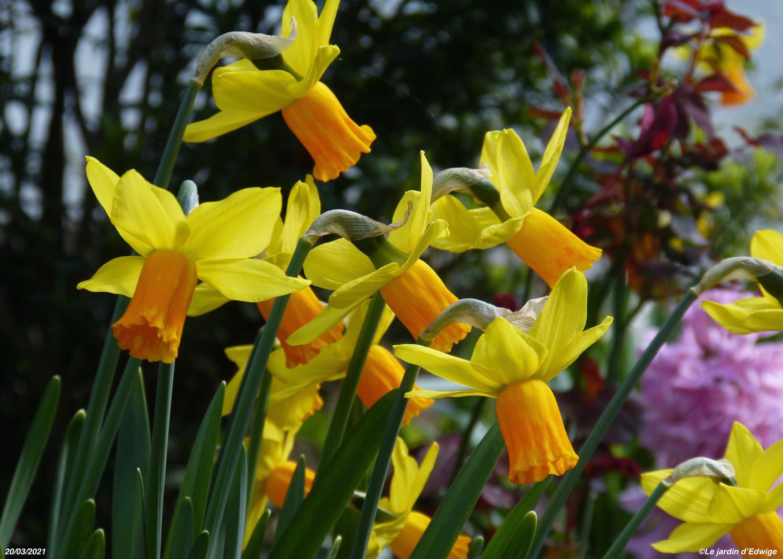 Narcisse cyclamineus 'Jetfire '- Narcissus cyclamineus 'Jetfire' - Le  jardin d'Edwige.