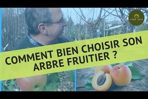 Choisir ses arbres fruitiers en pépinière