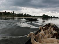 Au delà de la transhumance