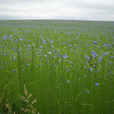 Fleurs d'un jour .... Et c'est en ce moment !