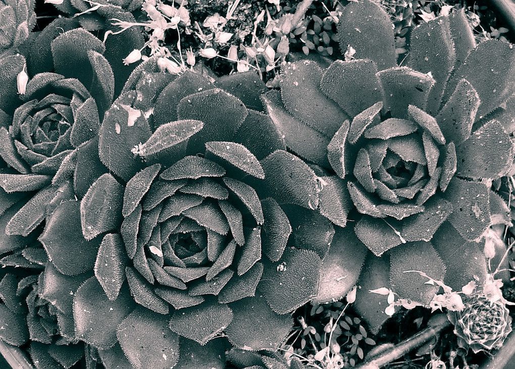 Photos monochromes qui font ressortir le côté graphique des plantes succulentes.