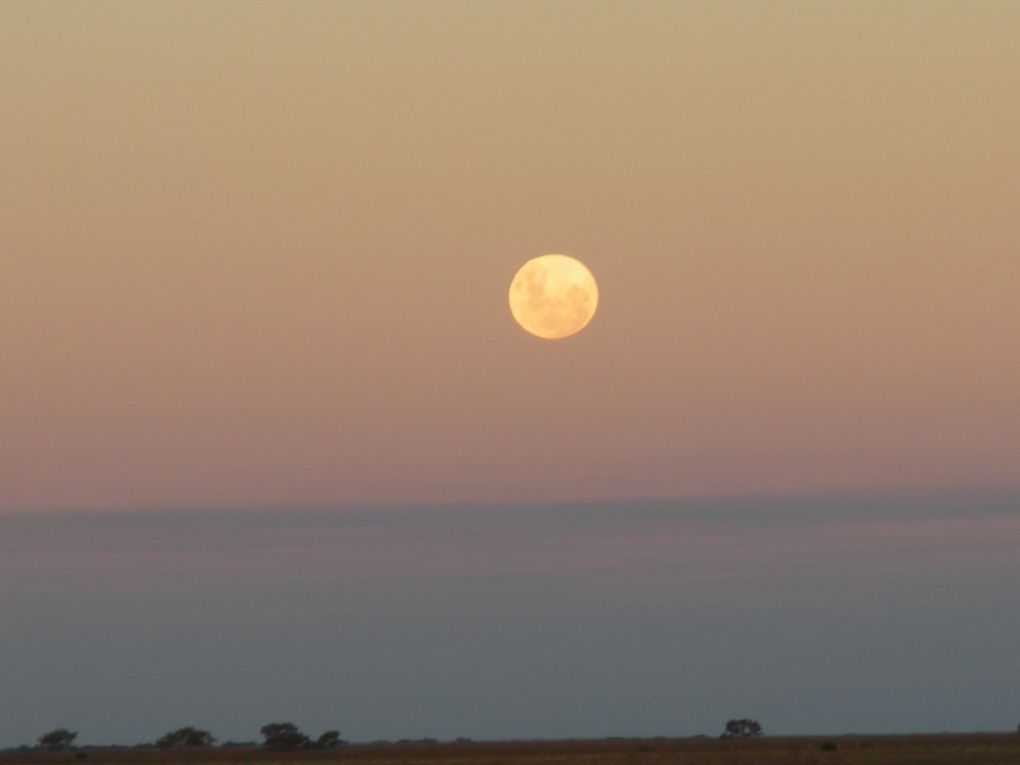 Cette fois, c'est au milieu des moutons et des chiens que je fais un arrêt, en plein outback!