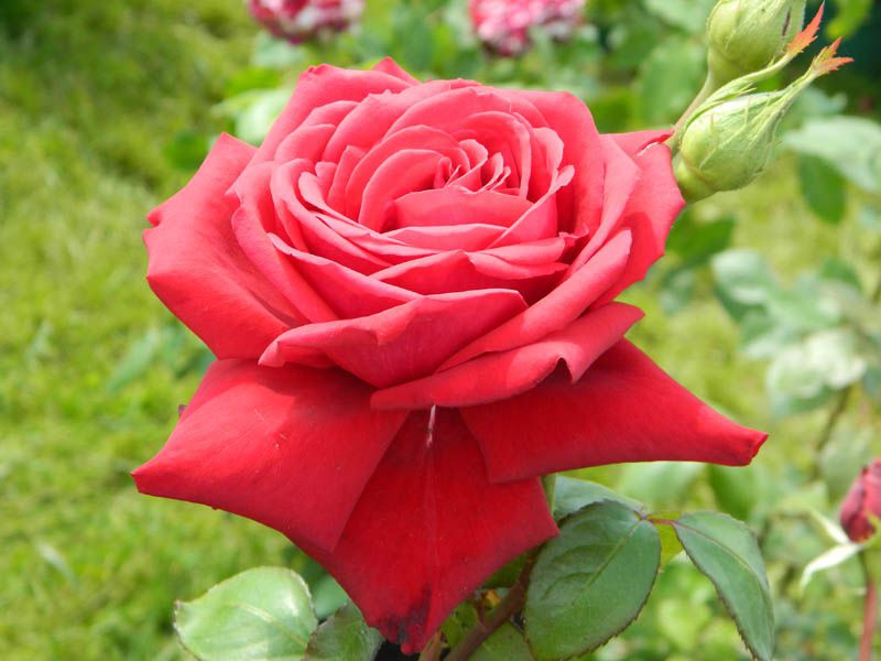 Trois jours dédiées aux Roses dans le fabuleux parc du chateau d'Ermenonvile et de l'abbaye de Chaalis.