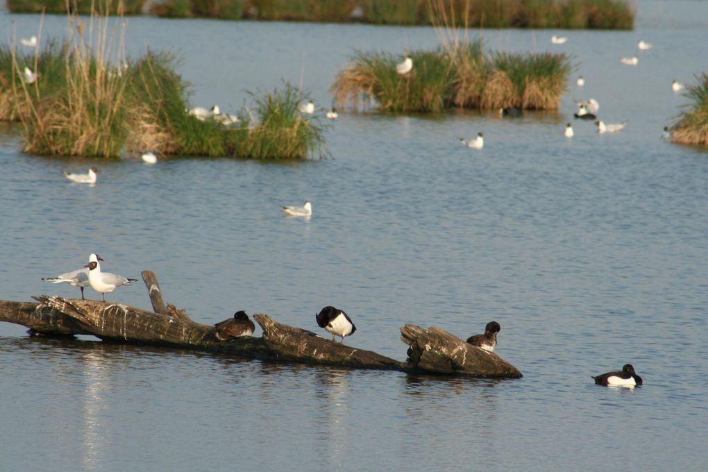 photos des sorties en Brenne et en vendée sur le littoral