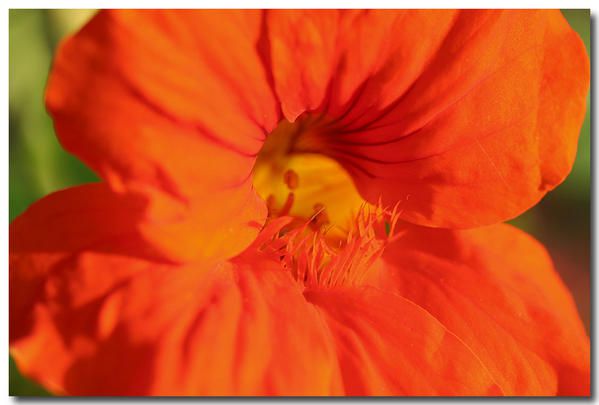 Album - fleurs-et-feuilles