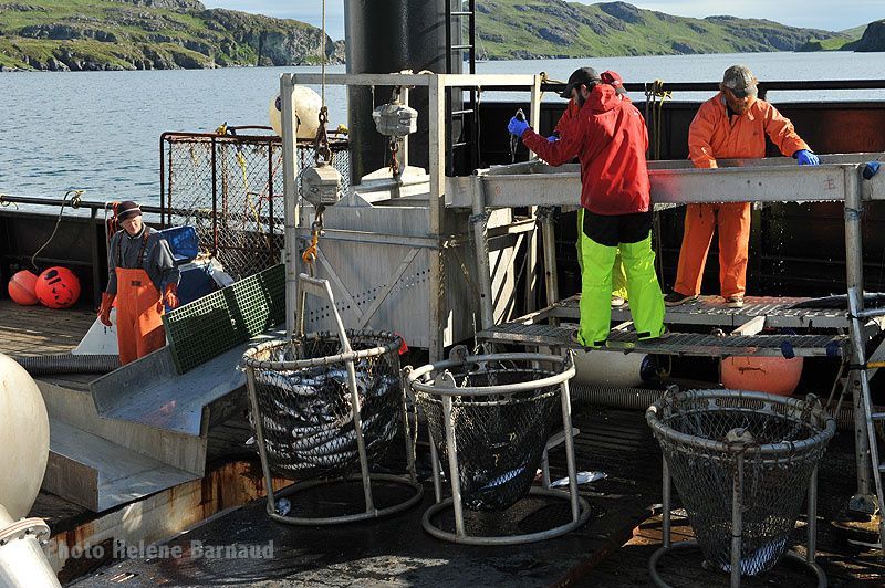 de Sand Point à Kodiak , paysages et lumières , des pêcheurs , des ours et des saumons