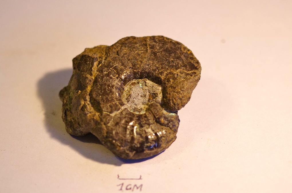 ammonites de france 