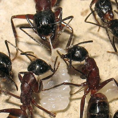 Evolution de l’effectif d’une colonie en captivité chez Camponotus ligniperdus