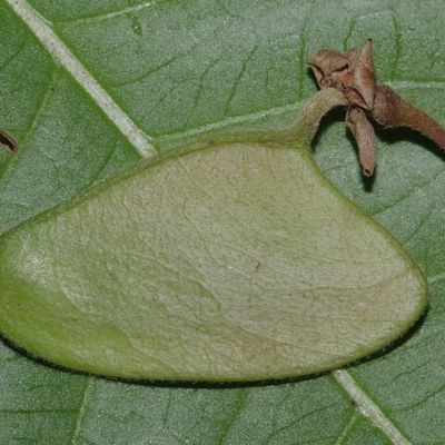 Peltogyne paniculata (amarante, bois violet)