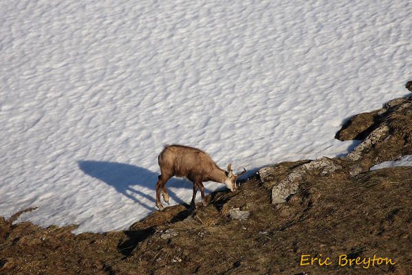 Album - chamois-de-printemps