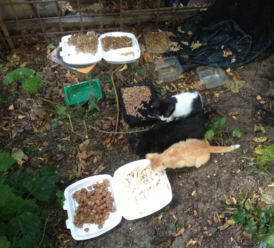 feeding stray homeless cats des Chats sans maison