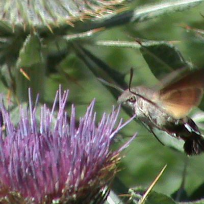 Sphinx colibri ou Moro sphinx ou Sphinx du caille-lait