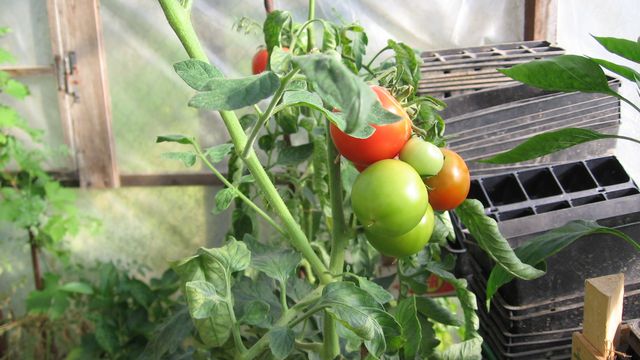 Les tomates