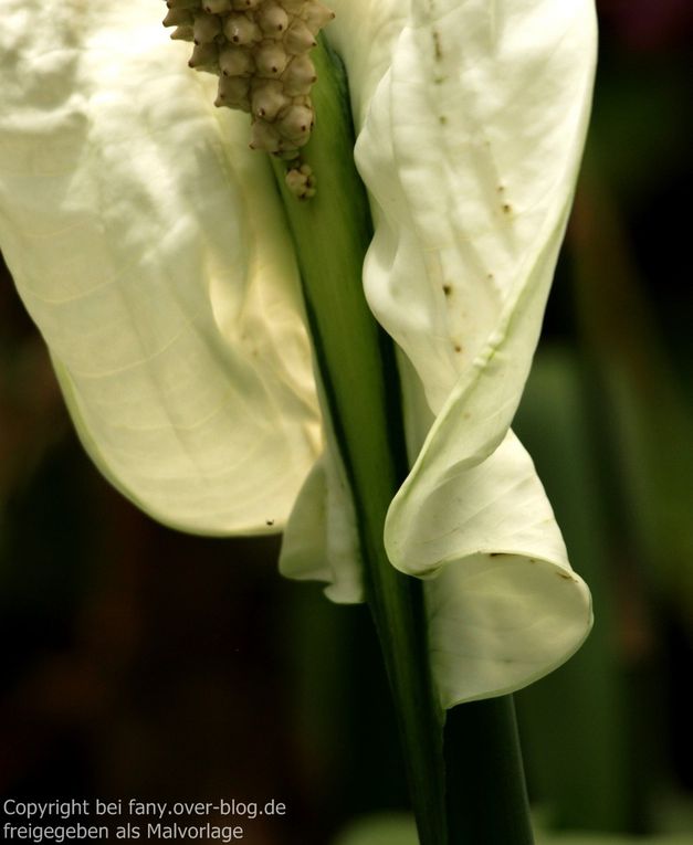 Album - Fotos - Blumen