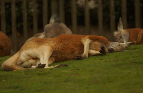 Matériel de prise de vue pour le photographe animalier