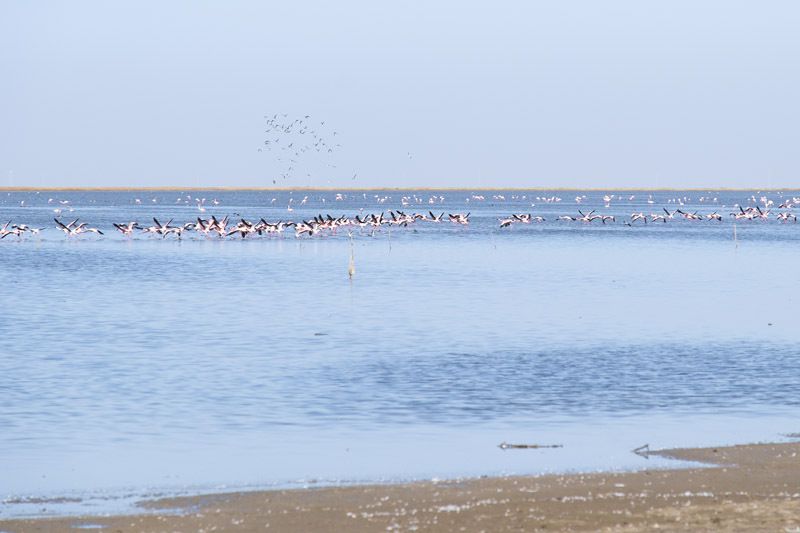 les flamants roses du Little Rann of Kutch