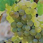 #Fiano Producers        Australia Vineyards 