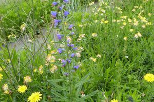 Fleurs de nos campagnes et bords de mer