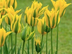 En haut : Tulipe Viridiflora 'Green Mile', Tulipe Viridiflora 'Twilight Princess'. En bas : Tulipe Sylvestris