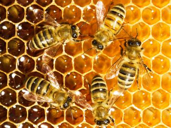 Le pouvoir bénéfique de la ruche des abeilles !