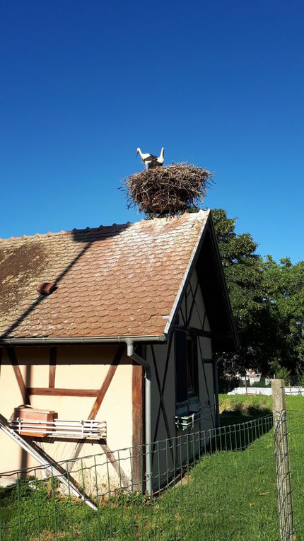 Visit Eguisheim